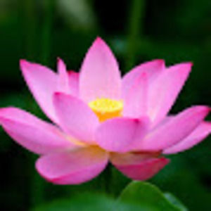 Meet your Posher, Suzanne